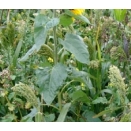 General Gamebird Mix. Cover Crop. 1 acre pack. 